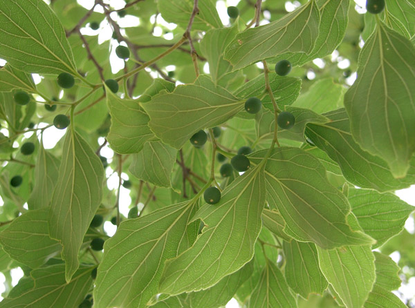 Chinese Hackberry (Celtis Sinensis) - Bonsai Tree Type (Outdoors)