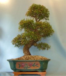 Elm - Chinese (Ulmus parviflora) Bonsai Tree Type (Outdoors) image