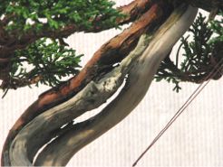 bonsai_deadwood_01.jpg image