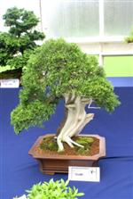 bonsai_driftwood_03.jpg image