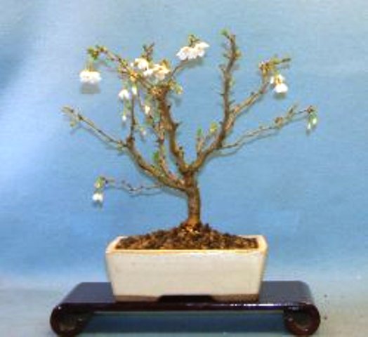 Cherry - Flowering (Prunus serrulata) - Bonsai Tree Type (Outdoors)