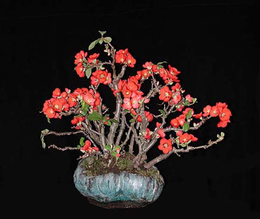 Quince - Flowering (Chaenomeles) - Bonsai Tree Type (Outdoors)