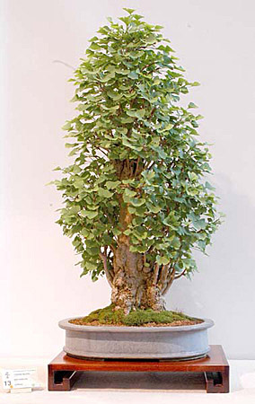 Gingko Biloba (Maidenhair tree) Bonsai Tree Type (Outdoors) image