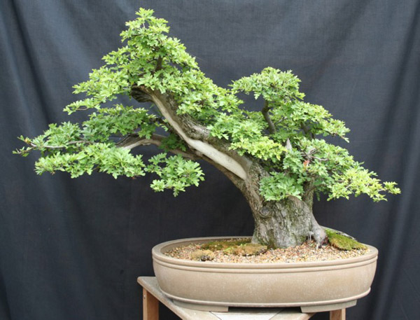Hawthorn (Crataegus) Bonsai Tree Type (Outdoors) image