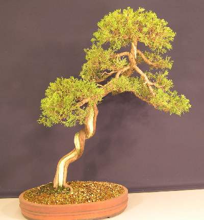 Juniper - Chinese (Juniperus sinensis) Bonsai Tree Type (Outdoors) image