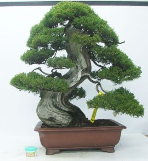 Itoigawa Juniper Bonsai Tree Type (Outdoors) image