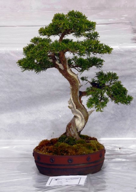 Nejikan - Bonsai Tree Style