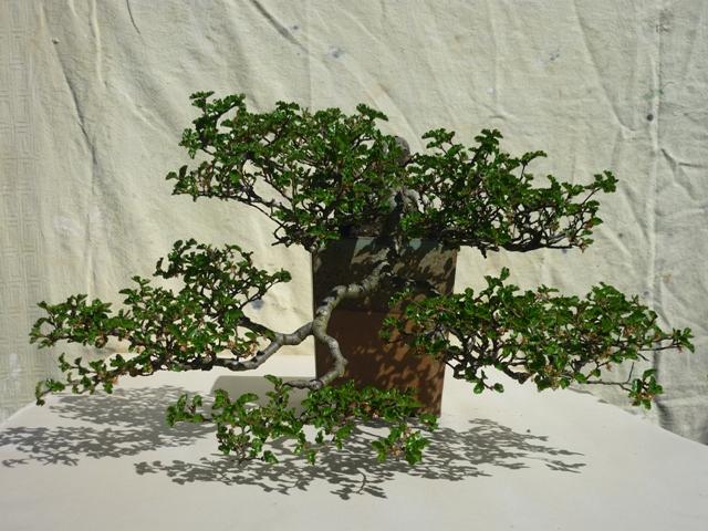 Nothofagus  Bonsai Tree Type (Outdoors) image