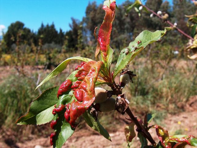 Peach leaf curl - Bonsai Pests and Diseases