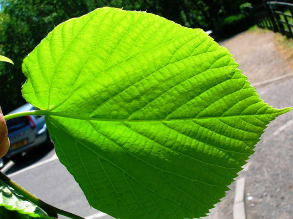 Reticulate leaf - Bonsai Tree Parts