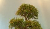 Ju-shin - Bonsai Tree Parts