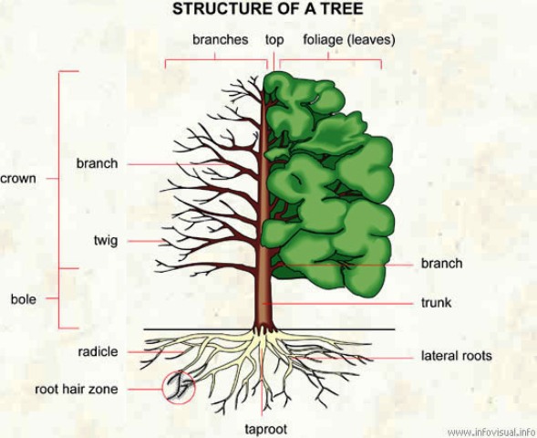 bonsai_tree_structure_01.jpg image