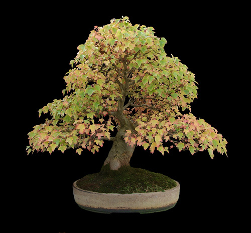 Maple - Trident (Acer Buergerianum/Acer Trfidum) Bonsai Tree Type (Outdoors) image
