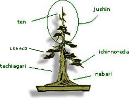 Uke eda - Bonsai Tree Parts