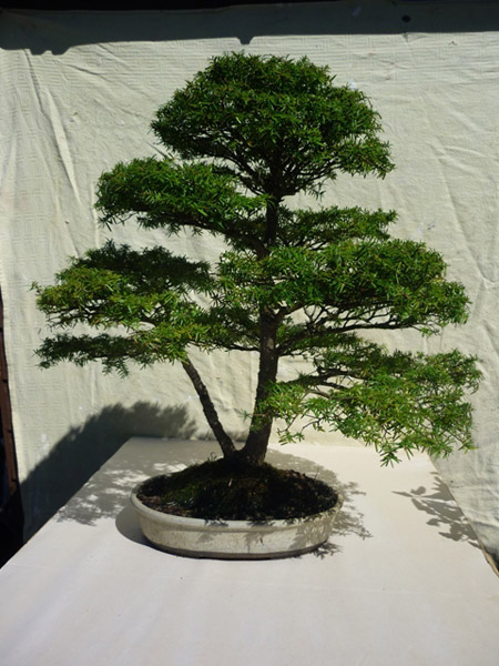 Hemlock - Western/Eastern (Tsuga heterophylla/canadensi Bonsai Tree Type (Outdoors) image