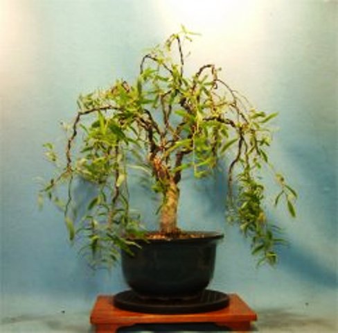 Zukuri - Bonsai Tree Style