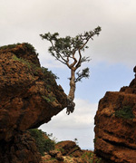 Wild tree on a rock