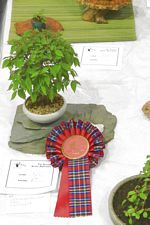 SBA Bonsai Tree Photos Gardening Scotland 2013