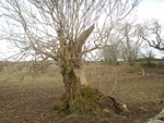 This was one of a group of ancient oaks around a dried up lochan at an old castle in Dumfriesshire