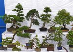 Gardening Scotland SBA Bonsai Tree Images