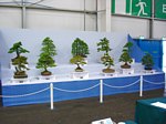 Gardening Scotland SBA Bonsai Tree Images