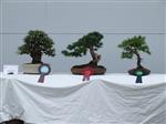 GS2014_Bonsai_Tree_Winners_Class04.jpg
