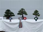 Hinoki Cypress Bonsai Tree - GS2014 Bonsai Show