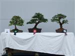 GS2014_Bonsai_Tree_Winners_Class06.jpg