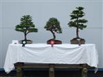 Hinoki Cypress  Bonsai Tree - GS2014 Bonsai Show