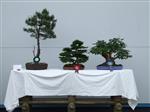 Scots Pine Bonsai Tree - GS2014 Bonsai Show