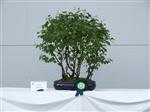 GS2014_Bonsai_Tree_Winners_Class17.jpg