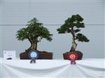 GS2014_Bonsai_Tree_Winners_Class19.jpg