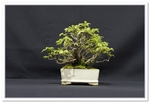 Cork Bark Elm (Ulmus Parviflora Corticosa) Bonsai Tree - GS2015 Bonsai Show