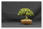 Buxus Microphylla - Kingsville Bonsai Tree - GS2015 Bonsai Show