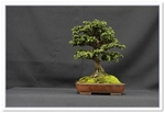 Sekka Hinoki Cypress Bonsai Tree - GS2015 Bonsai Show