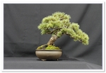 Zuisho White Pine  Bonsai Tree - GS2015 Bonsai Show