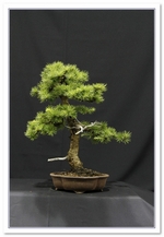 Larch Bonsai Tree - GS2015 Bonsai Show