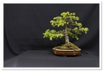 Japanese Larch Bonsai Tree - GS2015 Bonsai Show