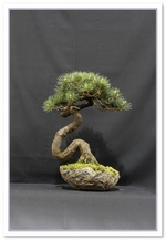 White Pine Bonsai Tree - GS2015 Bonsai Show