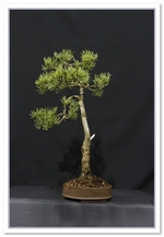 Scots Pine Bonsai Tree - GS2015 Bonsai Show