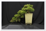 Larch Bonsai Tree - GS2015 Bonsai Show