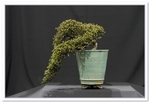 Cotoneaster Bonsai Tree - GS2015 Bonsai Show