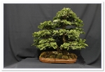Hinoki Cypress (Chamaecyparis Obtusa) Bonsai Tree - GS2015 Bonsai Show
