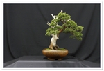 Chinese Juniper (Juniperus Chinensis) Bonsai Tree - GS2015 Bonsai Show