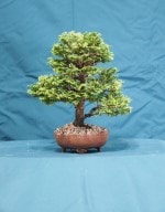 Hinoki Cypress Bonsai Tree - GS2016 Bonsai Show