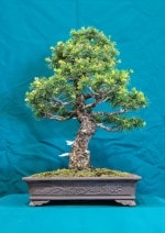Japanese White Pine Bonsai Tree - GS2016 Bonsai Show