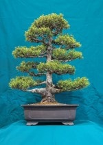 White Pine Bonsai Tree - GS2016 Bonsai Show