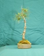 Scots Pine Bonsai Tree - GS2016 Bonsai Show
