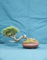 Hinoki Cypress Bonsai Tree - GS2016 Bonsai Show