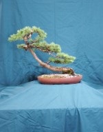 Larch Bonsai Tree - GS2016 Bonsai Show